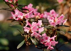 R.primuliflorum - Doker la